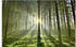 Art-Land Wald im Gegenlicht 80x60cm (76617237-0)