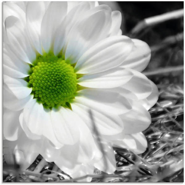 Art-Land Weiße Blume 30x30cm (34229252-0)