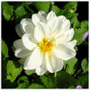 Artland Glasbild »Weiße Dahlienblüte«, Blumen, (1 St.), in verschiedenen...