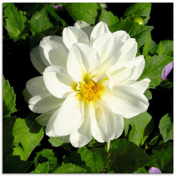 Art-Land Weiße Dahlienblüte 30x30cm (60929318-0)