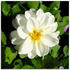 Art-Land Weiße Dahlienblüte 30x30cm (60929318-0)