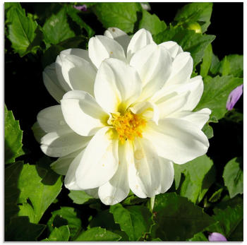 Art-Land Weiße Dahlienblüte 50x50cm (99716534-0)