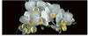 Artland Glasbild »Weiße Orchidee auf schwarzem Hintergrund«, Blumen, (1 St.), in