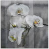 Artland Glasbild »Weisse Orchideen - white Orchid«, Blumen, (1 St.), in