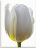 Artland Glasbild »Weiße Tulpe«, Blumen, (1 St.), in verschiedenen Größen