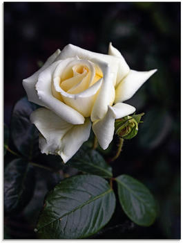 Art-Land Weiß-gelbe Rose 45x60cm (76215918-0)