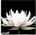 Art-Land Zwei Lotusblumen auf dem Wasser 20x20cm (35842031-0)