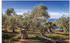 Art-Land Olivenhain in der Serra de Tramuntana 90x60cm (73864143-0)