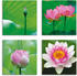Art-Land Lotusblumen Motive 40x40cm (27851458-0)