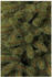 Dehner Bristlecone 120cm (388724)
