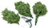 Evergreen Nobilis 180cm (T01870G07)