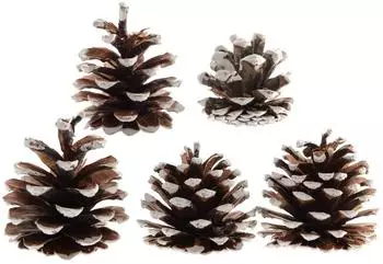 Kaemingk Zapfen, 5 Stück im Beutel natural, natürlich, L15-W2-H15cm