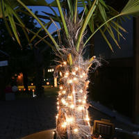 Kaemingk LED Solar Lichterkette Draht 100 LED L: 9,9m Lichtsensor f&uuml;r Au&szlig;en Garten