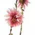 Marelida LED Lichterkette Dahlien Blüten Blumengirlande Timer L: 2,9m rosa - beige Polyester