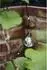 Star Trading Bolla LED-Lichterkette 20-flammig, transparent, 5,3m (473-14)