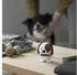 Hoptimist Animal Dog 3003-10