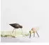 Normann Copenhagen Shorebird Walnuss-Messing Klein