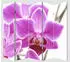 MCW Foto-Paravent Bagheria 180x200cm Orchidee