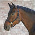 schwarz, Warmblut: Waldhausen Halfter Gloomy