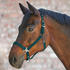 grün, Warmblut: Waldhausen Halfter Gloomy