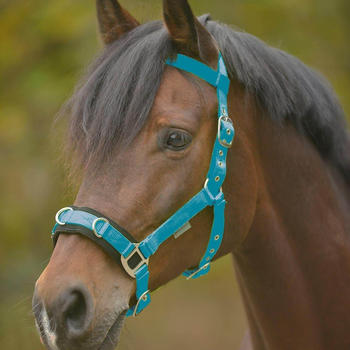 Waldhausen Kappzaum Economic Pony azurblau