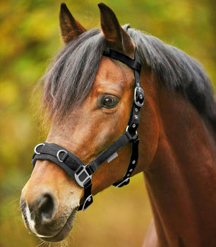Waldhausen Kappzaum Economic Pony schwarz