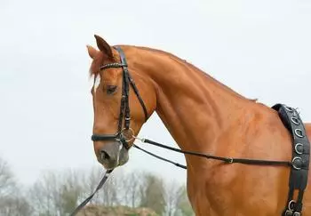 Busse Ausbindezügel Basic-Starr Hilfszügel Longieren Schwarz G-Pony/VB