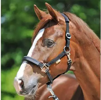 Kavalkade KAVALASTIC Sicherheitshalfter schwarz, Warmblut