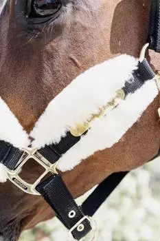 Kentucky Horsewear Horsewear Nylonhalfter mit Lammfell Soft Stallhalfter Natur Cob