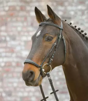Star Kombinierte Nasenriemenreithalfter Star Hannover schwarz WARMBLUT