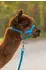 Kerbl Hobbyfarming Alpaka-Halfter, verstellbar, blau