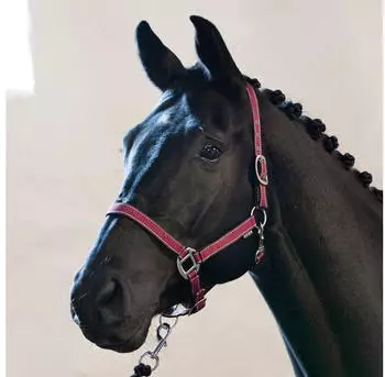 Horse Guard RIO Halfter korallenfarben Pony-Fohlen