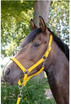 HKM Stars Halfter, weich unterlegt, schwarz, Warmblut